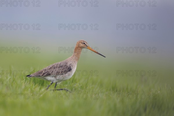 Early morning in the meadow... Black-tailed godwit (Limosa limosa) in fresh breeding plumage