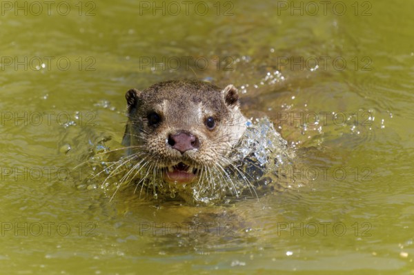 An otter swimming head-on in the water with its mouth wide open, European otter (Lutra lutra)