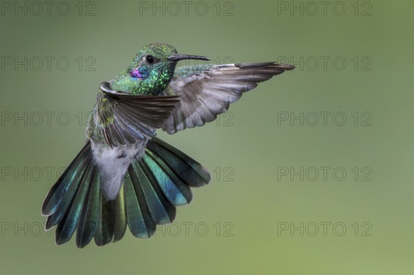 White-vented Violetear (Colibri serrirostris) flying and feeding at a flower in the Atlantic
