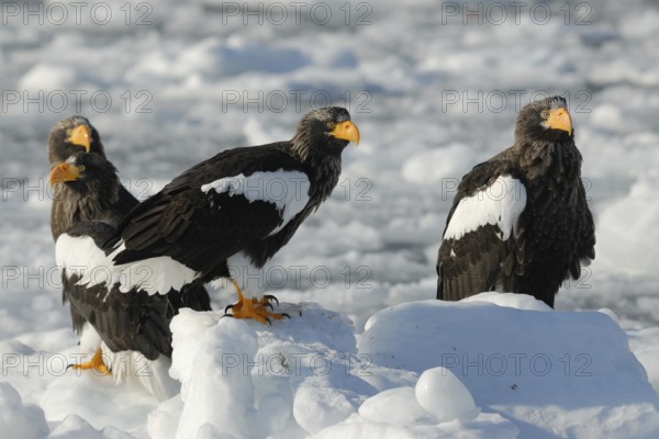 Steller's Sea Eagle (Haliaeetus pelagicus), Hokkaido, Japan