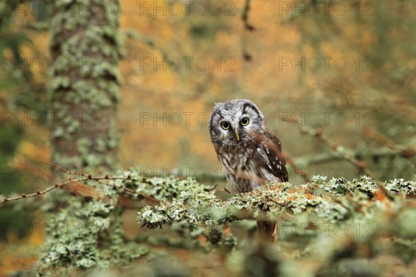 Owl hidden in the orange leaves. Bird with big yellow eyes. Autumn bird. Boreal owl in the orange
