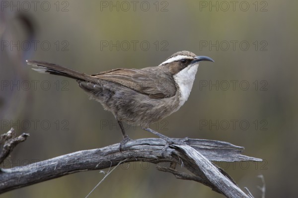 White-browed Babbler (Pomatostomus superciliosus) perched on a branch, Victoria, Australia