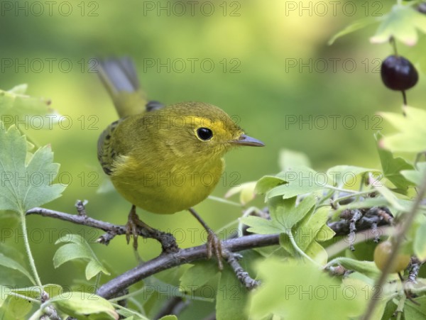 A female Wilson's Warbler, Wilsonia pusilla, perched on a blackcurrant bush in Saskatoon,