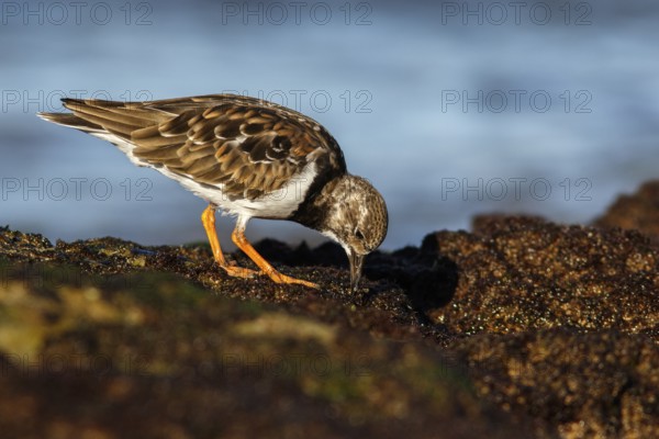 Ruddy Turnstone (Arenaria interpres) feeding amongst the rocks, Asturias, Spain