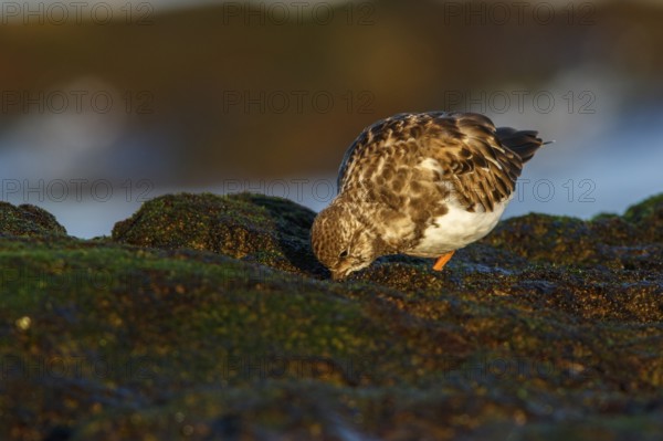 Ruddy Turnstone (Arenaria interpres) feeding on stones, Asturias, Spain