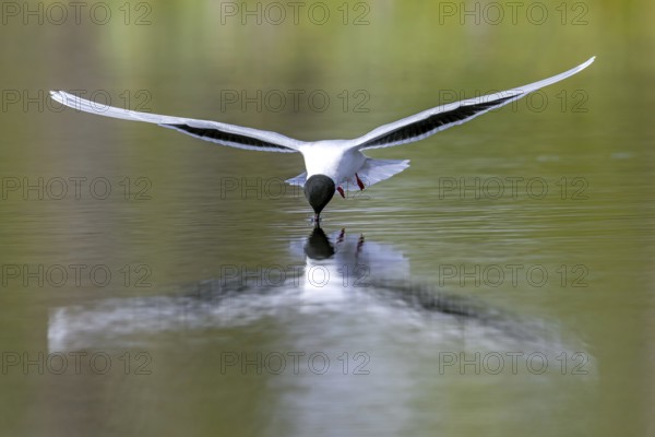 Hunting little gull (Hydrocoloeus minutus, Larus minutus) adult in summer plumage in flight picking