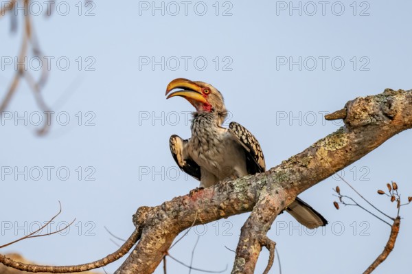 Red-ringed Hornbill (Tockus leucomelas) sitting on a branch against a blue sky, in the evening