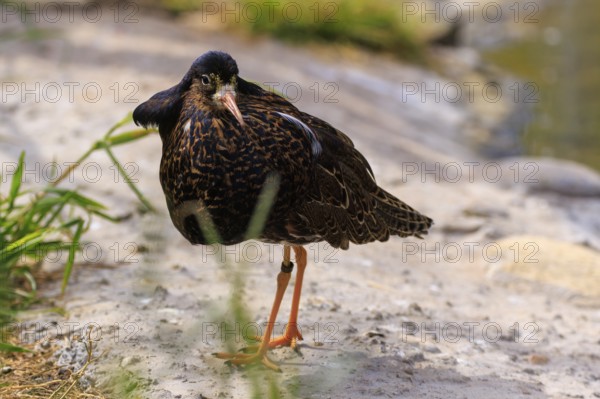 Bird standing on an earthy surface close to the water, ruff (Calidris pugnax, Syn.: Philomachus