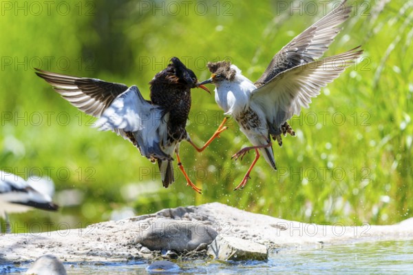 Two birds fighting in the air, their wings spread in a dynamic scene, ruff (Calidris pugnax, syn.: