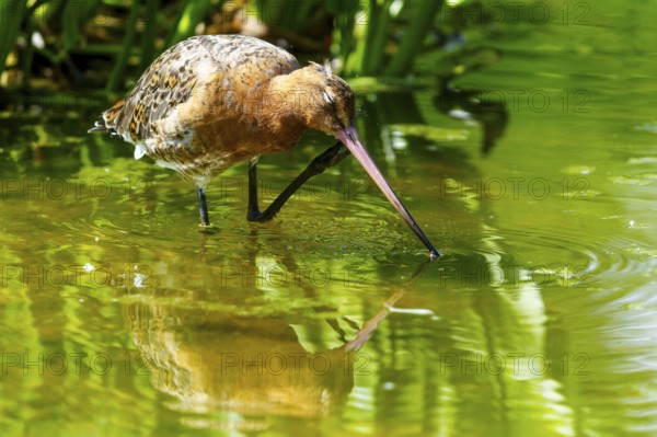 Lapwing in shallow water, looking for food, reflection on the water surface, black-tailed godwit