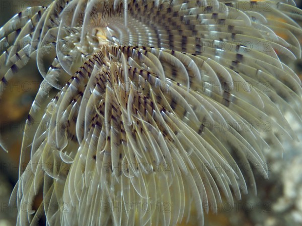 Detailed close-up of a screw table (Sabella spallanzanii) in the water in the Mediterranean Sea