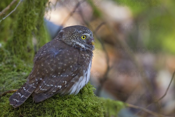 Eurasian Pygmy Owl (Glaucidium passerinum) perched on mossy branch, Hesse, Germany