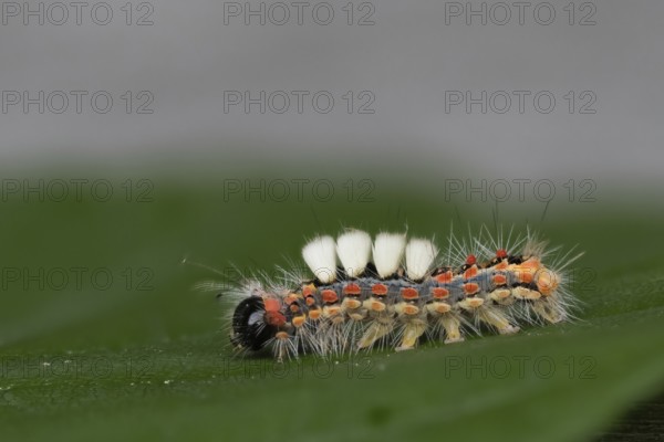 Close-up of a caterpillar of the blackthorn brush moth (Orgyia antiqua) on a green leaf in a