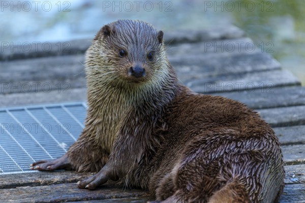 An otter with wet fur sits relaxed on a wooden platform by the water, European otter (Lutra lutra)