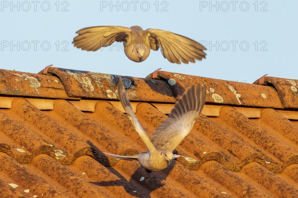 Two pigeons actively flying over an orange-coloured tiled roof under the sky, Eurasian collared
