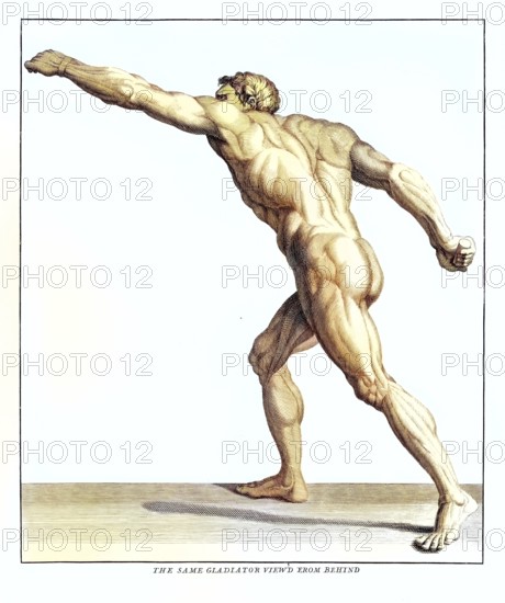 Anatomy, symbolic, man, side view from behind of the gladiator in the Villa Borghese, Rome, Italy,
