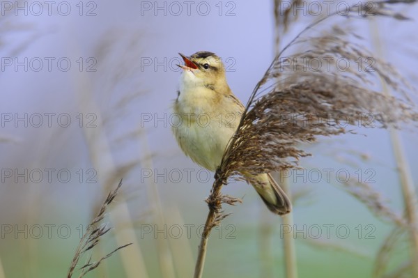Sedge Warbler (Acrocephalus schoenobaenus) singing, Lower Saxony, Germany