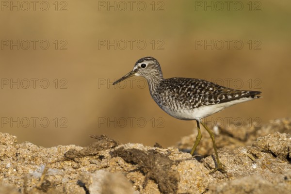 Wood Sandpiper (Tringa glareola), Cyprus