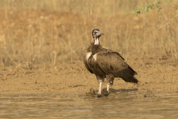 Hooded Vulture (Necrosyrtes monachus) juvenile, Gambia