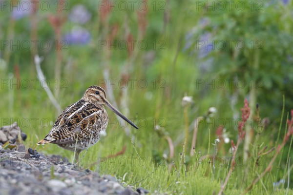 Common Snipe (Gallinago gallinago), Iceland