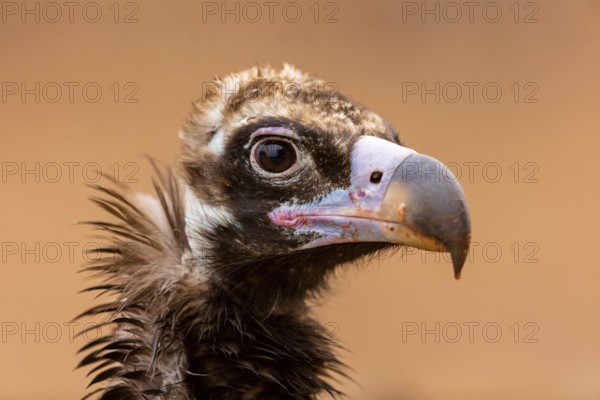 Mönchsgeier, Monk Vulture, Black Vulture, Cinereous Vulture, Aegypius monachus, Vautour moine,