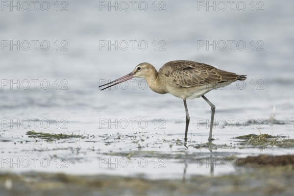 Black-tailed Godwit (Limosa limosa melanuroides) juvenile foraging at shoreline, Dornod-Aimag,