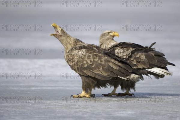 White-tailed Eagle (Haliaeetus albicilla) calling, Mecklenburg-Western Pomerania, Germany