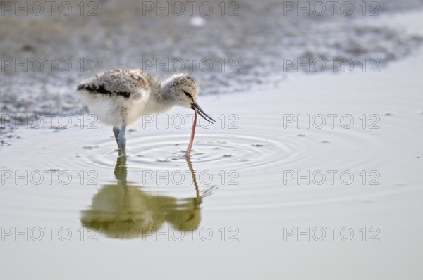 Saebelschnaebler (Recurvirostra avosetta), Avocet, Jungvogel bei der Nahrungssuche, mit Beute,