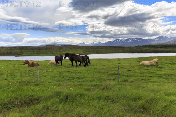 Several Icelandic horses, also Icelanders or Icelandic ponies, grazing in a meadow, mountains on