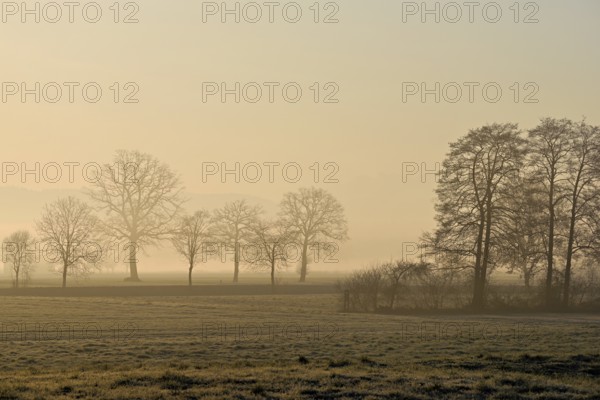 Meadows and trees in the early morning mist in the light of the rising sun, Reusstal, Aristau,