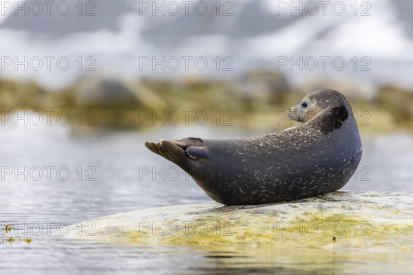 Harbour seal (Phoca vitulina) lying on a stone in the water, Mammals (Mammalia), Gravnesodden,