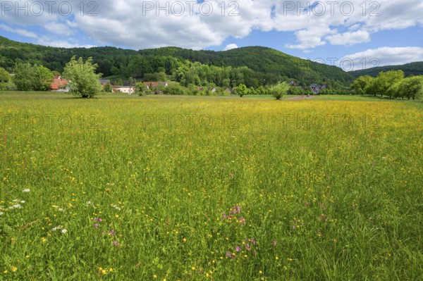 Spring meadow with cuckooflower (Silene flos cuculi) and buttercup (Ranunculus) in Franconian