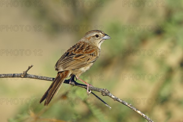 Botteri's Sparrow Aimophila botterii Santa Rita Mountains, Pima County, Arizona, United States 29
