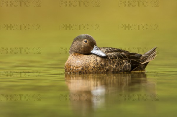 Brown Teal (Anas chlorotis) female, North Island, New Zealand