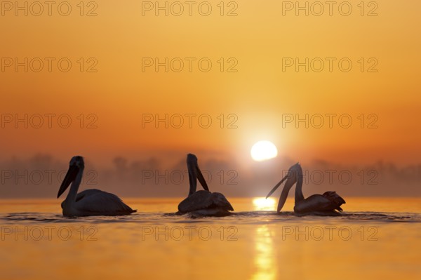 Dalmatian pelican, Pelecanus crispus, in Lake Kerkini, Greece. Bird with morning sunrise. Pelican