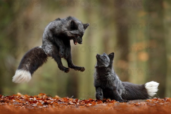 Black silver fox. Two red fox playing in autumn forest. Animal jump in fall wood. Wildlife scene