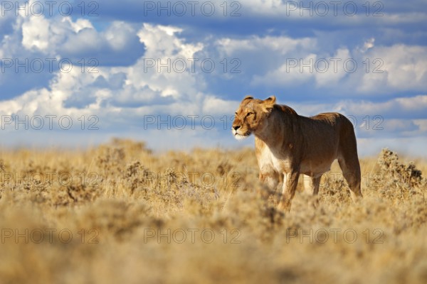 Lion walk. Portrait of African lion, Panthera leo, detail of big animals, Etocha NP, Namibia,