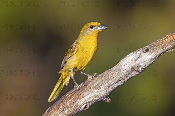 Hepatic Tanager Piranga hepatica Santa Rita Mountains, Santa Cruz County, Arizona, United States 16