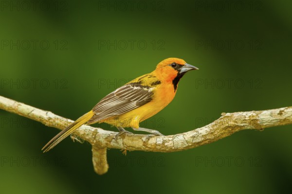 Streak-backed Oriole Icterus pustulatus microstictus El Tuito, Jalisco, Mexico 12 June Immature
