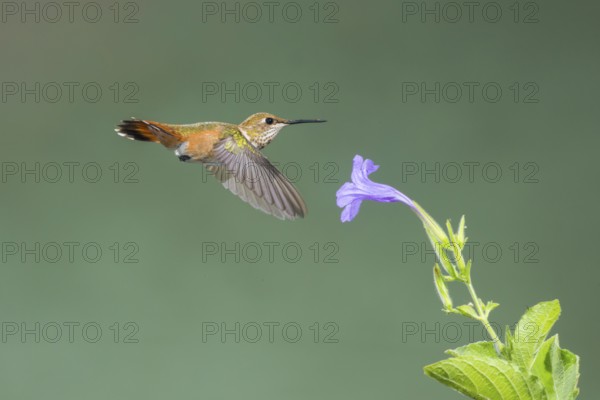 Rufous Hummingbird Selasphorus rufus Tucson, Pima County, Arizona, United States 25 August Immature
