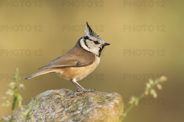 European Crested Tit (Lophophanes cristatus), Germany