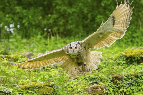 Western Siberian eagle-owl (Bubo bubo sibiricus) flying over a clearing in the forest, Bavaria,