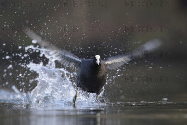 Eurasian Coot (Fulica atra), North Rhine-Westphalia, Germany