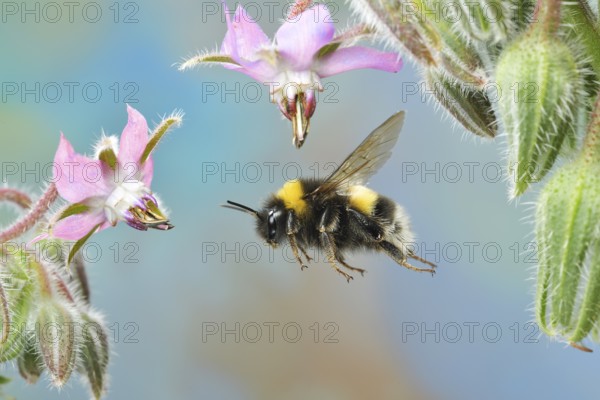 Large earth bumblebee (Bombus terrestris) in flight on the flowers of the cucumber scabious (Borago