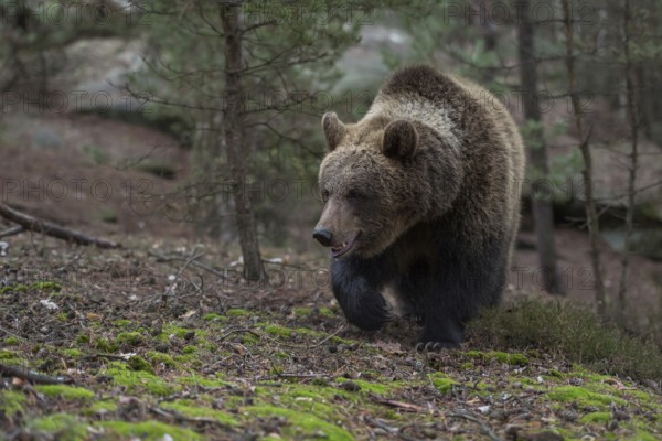 On the move... European brown bear (Ursus arctos) on the move, running through a forest up a