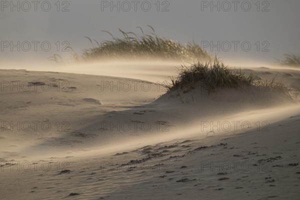 Sand dune with sparse grass cover in warm light with strong wind and swirling sand, near Hvide