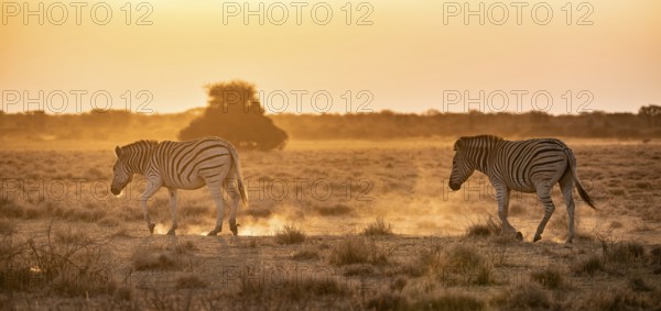 Steppe zebra (Equus quagga), in dry savannah, in the evening light, Kruger National Park, South