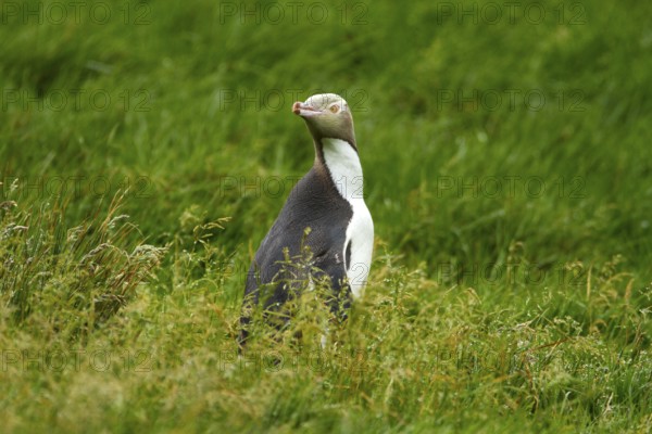 Yellow-eyed Penguin (Megadyptes antipodes), Enderby Island, Auckland Islands Archipelago, New