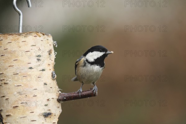 Coal Tit (Periparus ater), Lower Saxony, Germany