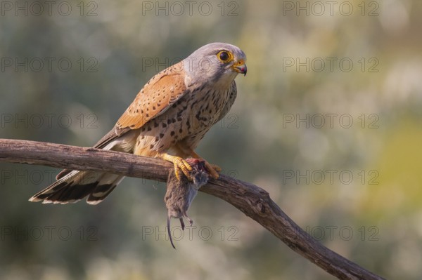 Common Kestrel (Falco tinnunculus) male perched on a branch with a mouse in his claws, Subotica,